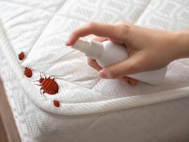 Best Termite Control Services  in New Hackensack, NY