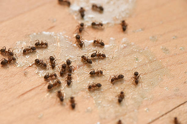 Best Ant Control Services  in New Hackensack, NY